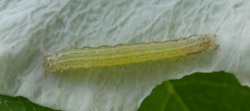 Réf. 203 415 : Orthosia incerta
